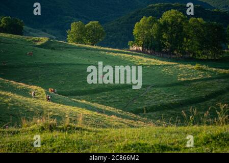 Some cows grazing on the hills with a small fenced barn house in the background behind some trees in Dumesti, Salciua de Sus, Alba County, Romania Stock Photo