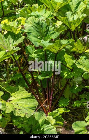 The butterbur, a medicinal plant growing along the banks of the river Stock Photo