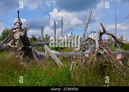 Dead forest on Dreisesselberg mountain. Border of Germany and Czech Republic. Tourists hiking in national park Sumava (Bohemian Forest) Stock Photo