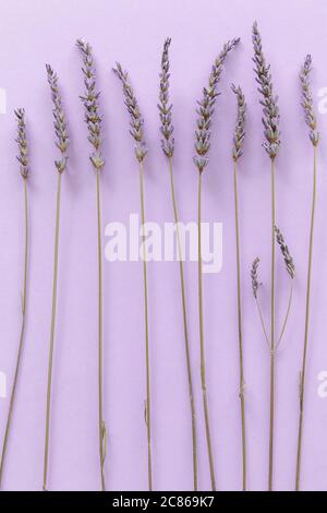 Lavender pattern. Purple flowers viewed from above on a violet background Stock Photo