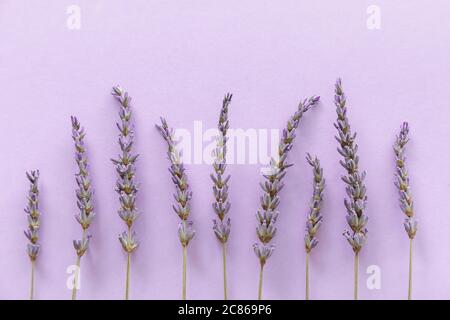 Lavender pattern. Purple flowers viewed from above on a violet background Stock Photo