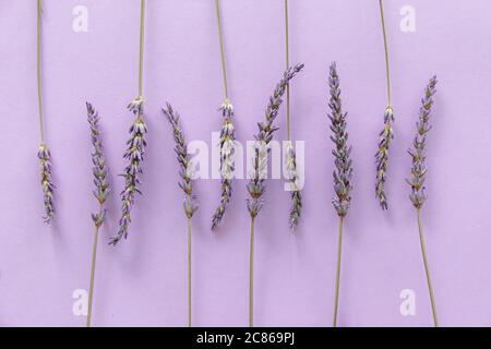 Lavender pattern. Purple flowers viewed from above on a violet background Stock Photo