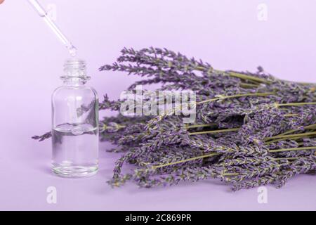 Lavender essential oil, drop falls from cosmetic pipette and lavender bouquet on violet background Stock Photo