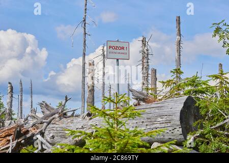 Dead forest on Dreisesselberg mountain. Border of Germany and Czech Republic. Tourists hiking in national park Sumava (Bohemian Forest) Stock Photo