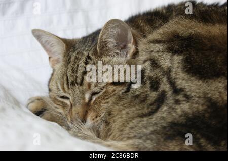 Sleeping Tabby Cat on white bedding Stock Photo