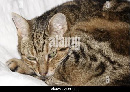 Sleeping Tabby Cat on white bedding Stock Photo