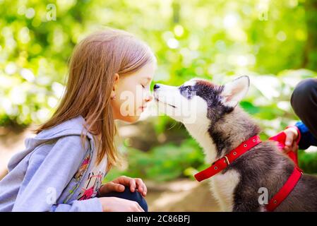 hasky dog licking little girl in a forest, friendly Stock Photo