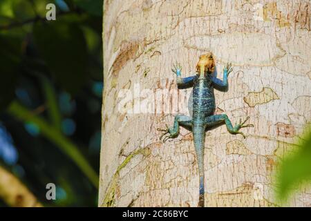 Colorful agama lizard on a tree trunk in Ghana Stock Photo