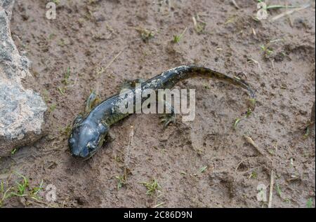 https://l450v.alamy.com/450v/2c86d9n/arizona-tiger-salamander-ambystoma-mavortium-nebulosum-from-mesa-county-colorado-usa-2c86d9n.jpg