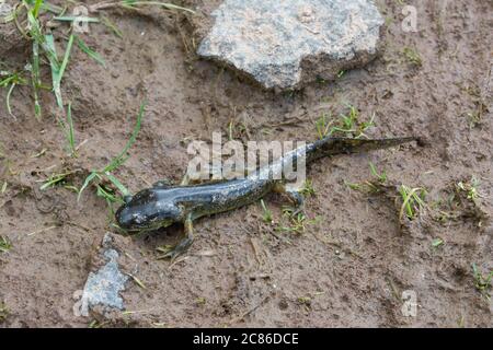 Tiger salamanders larva hi-res stock photography and images - Alamy