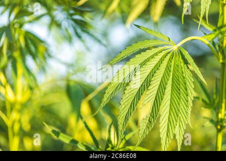 Cannabis plant in golden summer light, marijuana background with lens flare. Beautiful background of green cannabis flowers a place for copy space lig Stock Photo