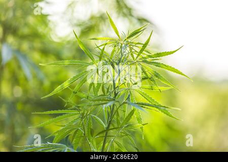 Cannabis plant in golden summer light, marijuana background with lens flare. Beautiful background of green cannabis flowers a place for copy space lig Stock Photo