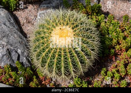 Echinocactus grusonii, popularly known as the golden barrel cactus, golden ball or mother-in-law's cushion Stock Photo