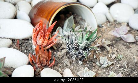 Succulent red and green flowers and brown cup as decoration in garden Stock Photo