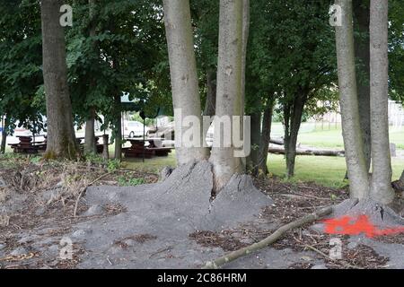 Two trees growing in a sidewalk covered by bitumen or asphalt. The growing tree roots deform the asphalt cover causing cracks and cleavages. Stock Photo
