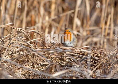 Cute litte bird robin. Nature background. Bird: European Robin. Erithacus rubecula. Stock Photo