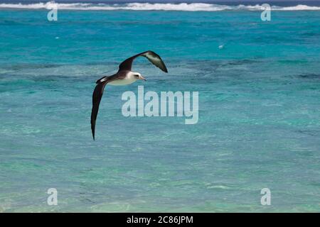 Laysan albatross, Phoebastria immutabilis, Sand Island, Midway Atoll, Midway National Wildlife Refuge, Papahanaumokuakea Marine National Monument, Nor Stock Photo