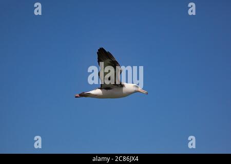 Laysan albatross, Phoebastria immutabilis, flying over Sand Island, Midway Atoll National Wildlife Refuge, Papahanaumokuakea Marine National Monument Stock Photo