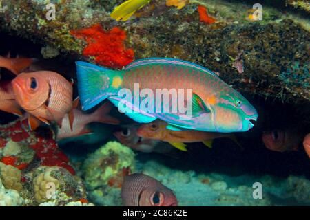 This sub adult ember parrotfish, Scarus rubroviolaceus, is well on itÕs way to becoming a terminal or final phase of a supermale  Hawaii. These are al Stock Photo