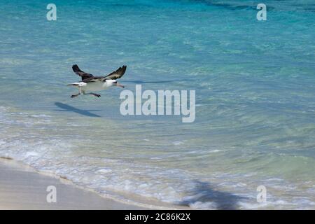 Laysan albatross, Phoebastria immutabilis, runs off the beach into the lagoon while taking flight, Sand Island, Midway Atoll National Wildlife Refuge Stock Photo