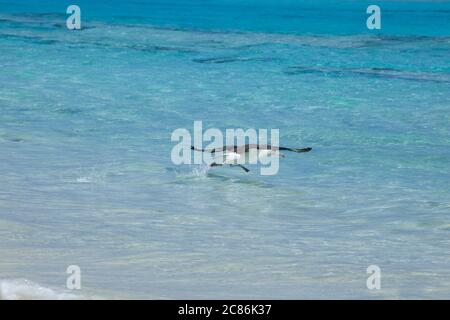 Laysan albatross, Phoebastria immutabilis, runs off the beach into the lagoon while taking flight, Sand Island, Midway AtollNational Wildlife Refuge Stock Photo