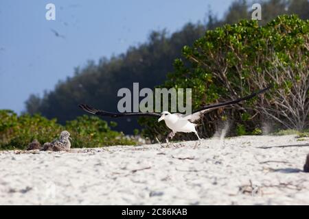 Laysan albatross, Phoebastria immutabilis, runs across the beach to gain speed while taking off, Sand Island, Midway Atoll National Wildlife Refuge Stock Photo