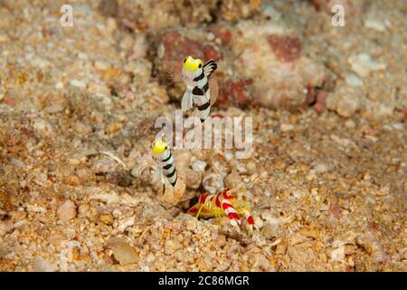 A pair of yellownose shrimp gobies, Stonogobiops xanthorhinica, with Randalls blind snapping shrimp, Alpheus randalli, who is excavating their den.  A Stock Photo