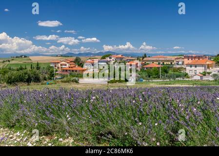 View of the Tuscan village of Santa Luce, Pisa, Italy, from the lavender fields that surround it Stock Photo