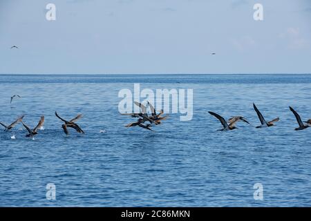 brown boobies, Sula leucogaster, launching themselves off the water, offshore from southern Costa Rica, Central America ( Eastern Pacific Ocean ) Stock Photo