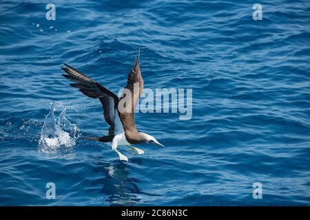 brown booby, Sula leucogaster, taking off from water, offshore from southern Costa Rica, Central America ( Eastern Pacific Ocean ) Stock Photo