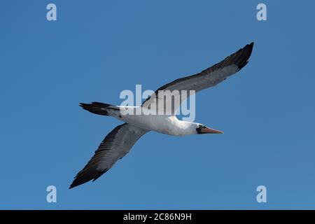 masked booby, Sula dactylatra, flying offshore from southern Costa Rica, Central America ( Eastern Pacific Ocean ) Stock Photo