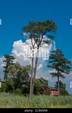 Large trees in front of a large white cloud. Stock Photo