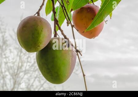 Mangoes Against The Background Of Cloudy Sky. Stock Photo