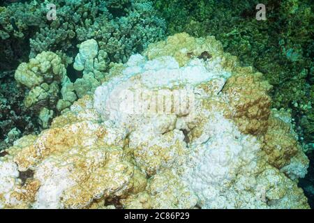encrusting algae is starting to grow over a head of lobe coral, Porites lobata, bleached by warm sea temperatures during 2015 El Nino event, Hawaii Stock Photo