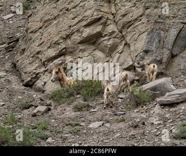 Big Horn Sheep with Babies Stock Photo