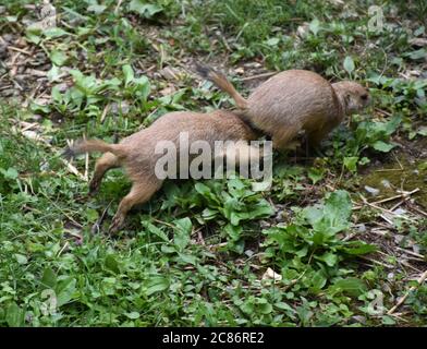 Adorable black tailed prairie dogs chasing each other. Stock Photo