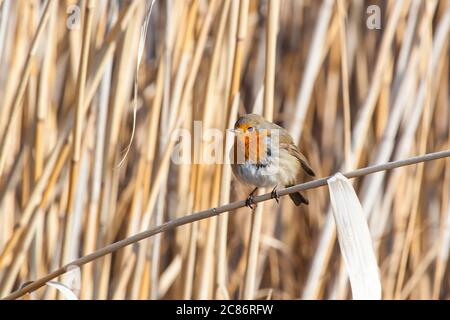 Cute litte bird robin. Nature background. Bird: European Robin. Erithacus rubecula. Stock Photo