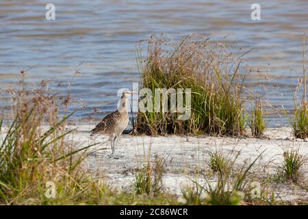 bristle-thighed curlew, Numenius tahitiensis, a shorebird that breeds in Alaska and migrates to tropical Pacific in winter, Sand Island, Midway Atoll Stock Photo