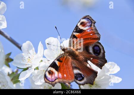 blue sky, spring, bright beautiful butterfly sitting on the Apple tree flowers Stock Photo