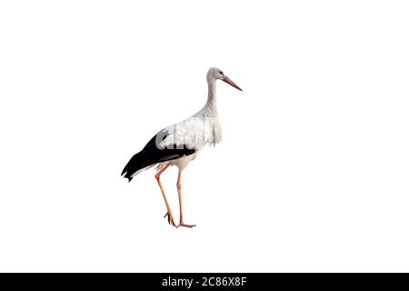 Stork with a ring on a white background Stock Photo