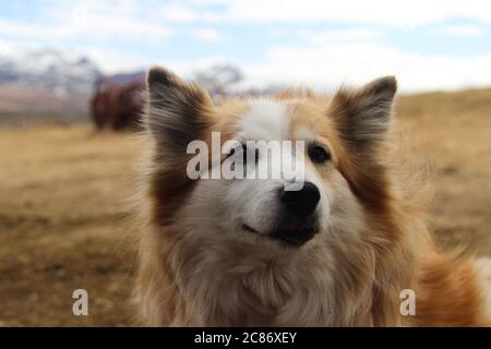 Close-up portrait of an Icelandic sheepdog on a remote farm in Iceland. Stock Photo