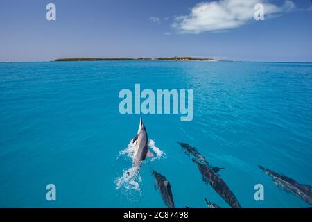 Hawaiian spinner dolphins, Stenella longirostris longirostris, bowriding on boat approaching Sand Island, Midway Atoll National Wildlife Refuge, USA Stock Photo