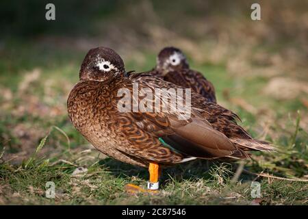 Laysan ducks or Laysan teal, Anas laysanensis, the rarest duck in the world ( Critically Endangered Species), Sand Island, Midway Atoll, USA Stock Photo
