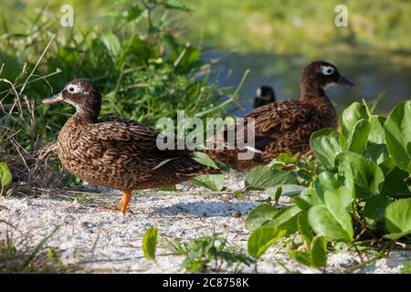 Laysan ducks or Laysan teal, Anas laysanensis, the rarest duck in the world ( Critically Endangered ), Midway Atoll National Wildlife Refuge, USA Stock Photo