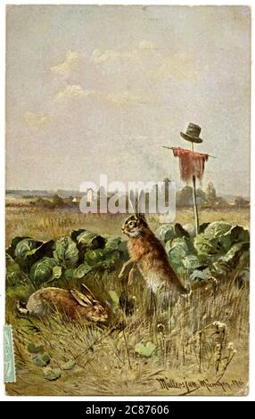 Cabbage Rabbit Hare Hare in cabbage field Stock Photo - Alamy