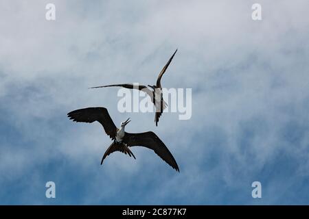 aerial combat between magnificent frigate birds, Fregata magnificens, juvenile below and transitional female above, offshore from southern Costa Rica Stock Photo