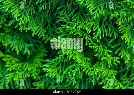 green evergreen thuja branches closeup Stock Photo