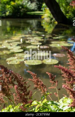Fluffy pink astilbe flowers around the lake at the Leckford Estate, Longstock, Hampshire UK Stock Photo