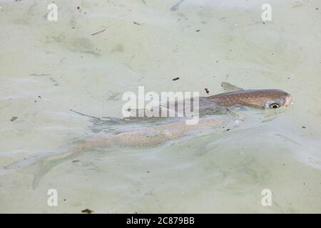 striped mullet or amaama, Mugil cephalus, feeding by surface skimming in shallow water next to white sand beach, Sand Island, Midway, Atoll, USA Stock Photo