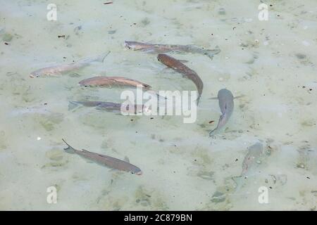 striped mullet or amaama, Mugil cephalus, feeding by surface skimming in shallow water next to white sand beach, Sand Island, Midway, Atoll, USA Stock Photo